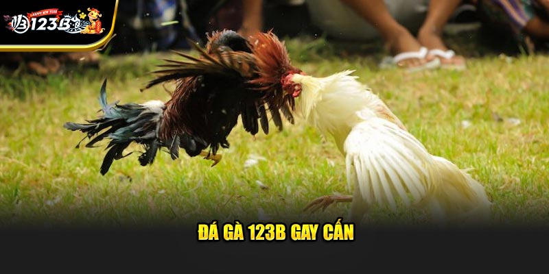 Đá gà 123B gay cấn