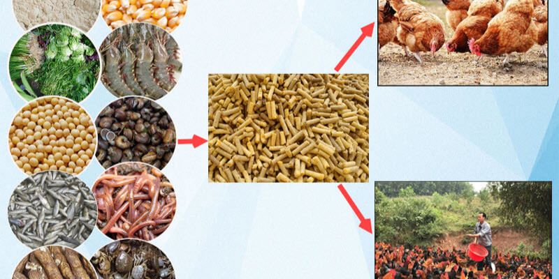 Có chế độ dinh dưỡng phù hợp tạo nên chiến kê mạnh