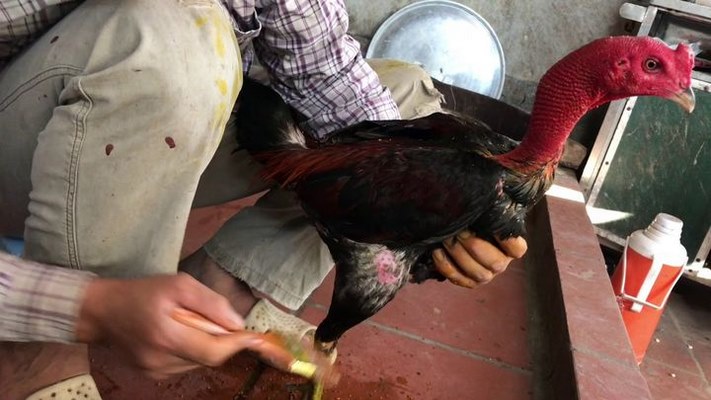 Cách vào nghệ cho gà chọi thực hiện rất đơn giản 