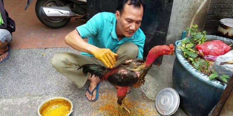 Sư kê cần phải chọn độ tuổi, thời điểm vào nghệ cho gà thích hợp