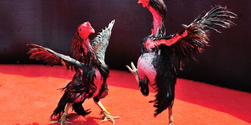Mẹo tham gia đá gà trực tiếp C5 bất bại