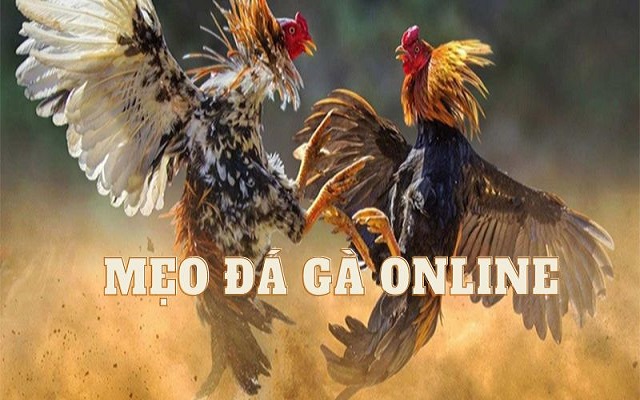 Nắm chắc luật là mẹo đá gà online luôn thắng