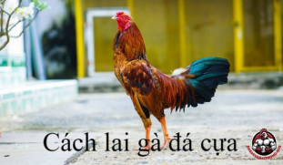 Lai Tạo Gà Đá Cựa Sư: Bí Quyết Sáng Tạo Chiến Kê Xuất Sắc