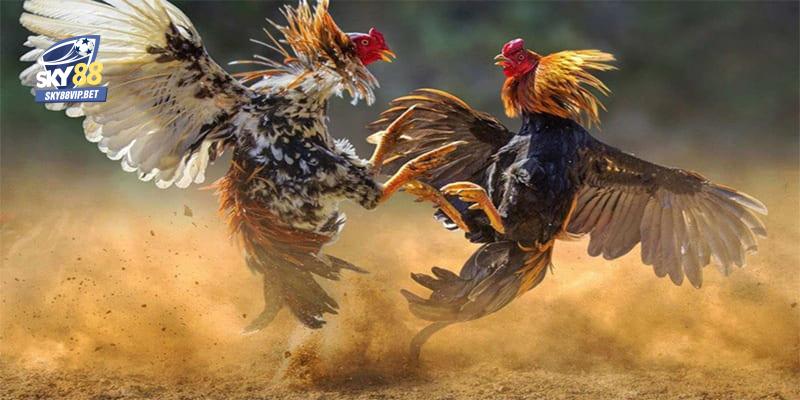 Dựa vào đòn lối giúp bạn dễ dàng ghép gà trống mái thành công