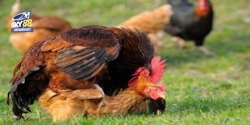 Những điểm về chú tâm trong quá trình phối giống cho gà