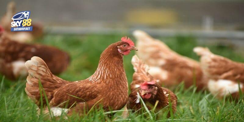 Cách ghép gà trống mái luôn có tầm quan trọng cao