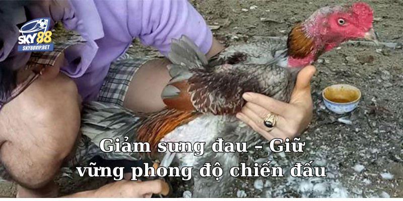 Bí quyết chăm sóc gà sau khi vần để duy trì phong độ