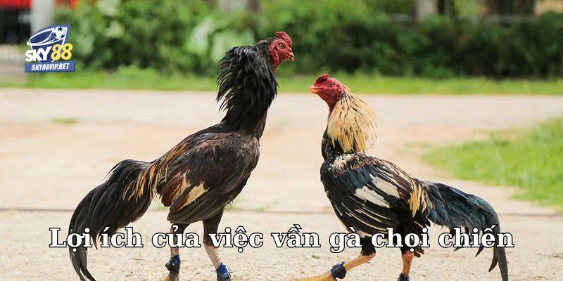 Lợi ích của việc vần gà chọi chiến