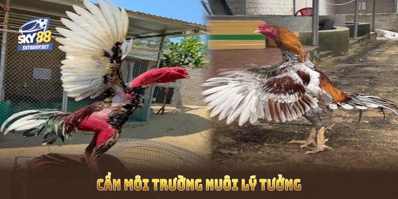 Gà linh kê thần kê cần môi trường nuôi lý tưởng cùng chế độ tập bài bản